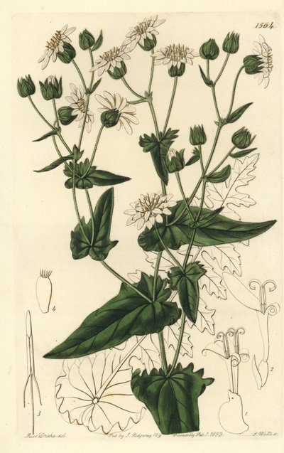 Cicoria muschiata a foglie di rapa, Moscharia pinnatifida da Sydenham Teast Edwards