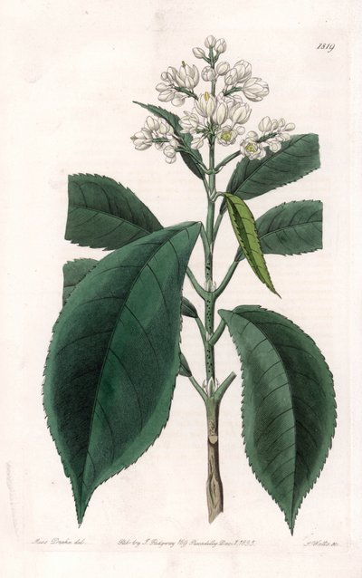 Turpinia Varietà da Sydenham Teast Edwards