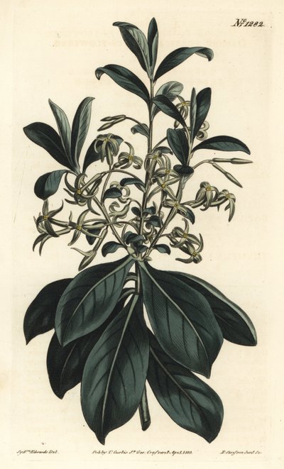 Dafne a fiori gemelli, Daphne pontica da Sydenham Teast Edwards