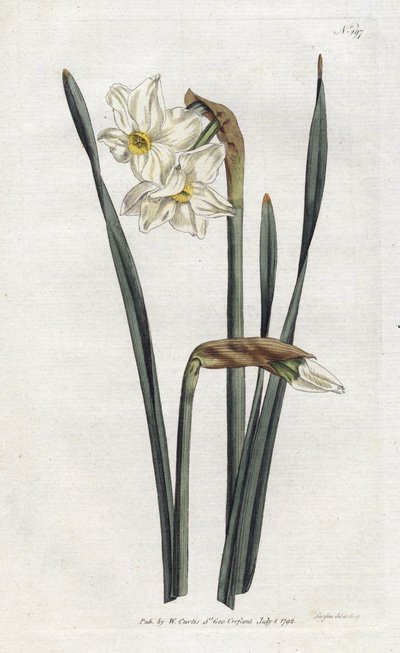 Narciso a due fiori da Sydenham Teast Edwards