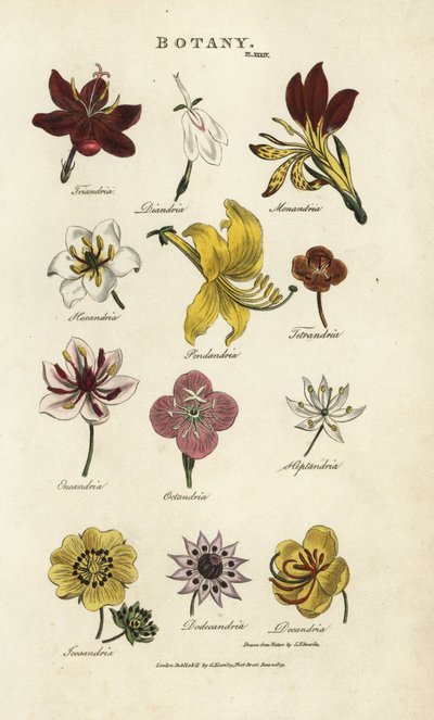 Tipi di fiori: Triandria, Diandria, Haskatria, Pendandria, Tetrandria, ecc. da Sydenham Teast Edwards