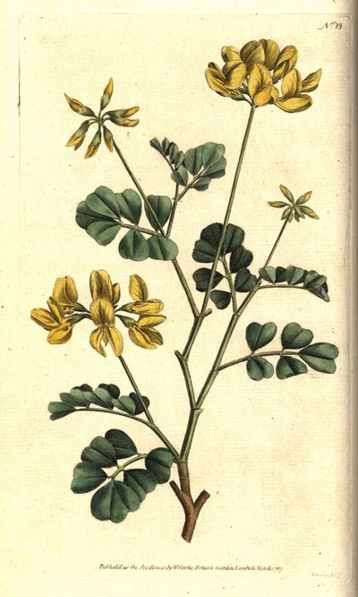 Coronilla di Valencia - Coronilla glauca. Incisione a mano colorata a rame da un