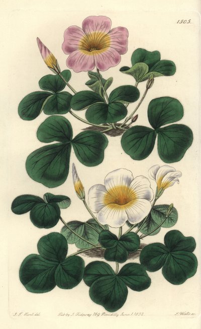 Oxalis variabile, Oxalis variabilis da Sydenham Teast Edwards