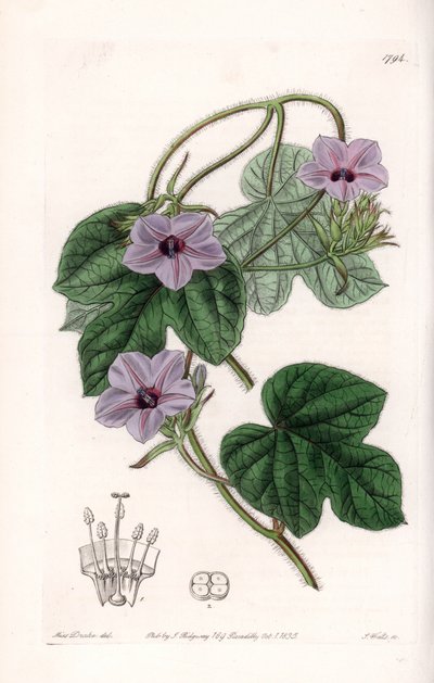 Varietà di Ipomea da Sydenham Teast Edwards