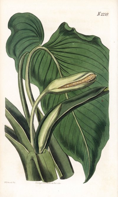 Varietà di calla o arum - Calla aromatica, Homalomena aromatica da Sydenham Teast Edwards