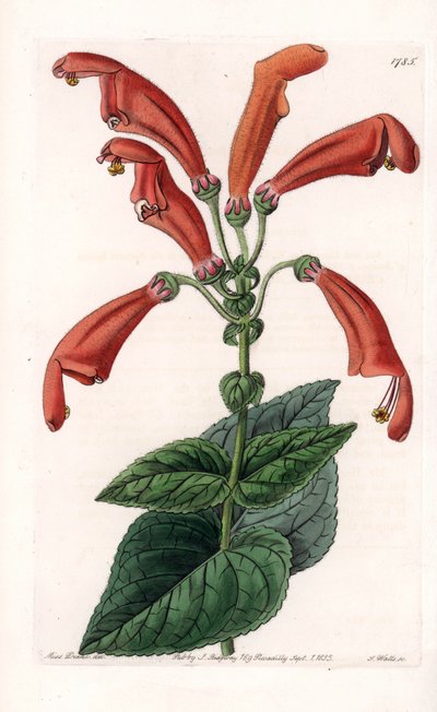 Varietà di gesneria, un fiore a tubi da Sydenham Teast Edwards