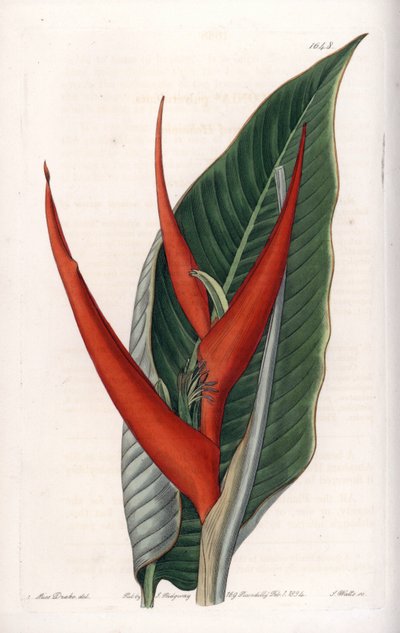 Varietà di heliconia (cosiddetta farinosa) da Sydenham Teast Edwards