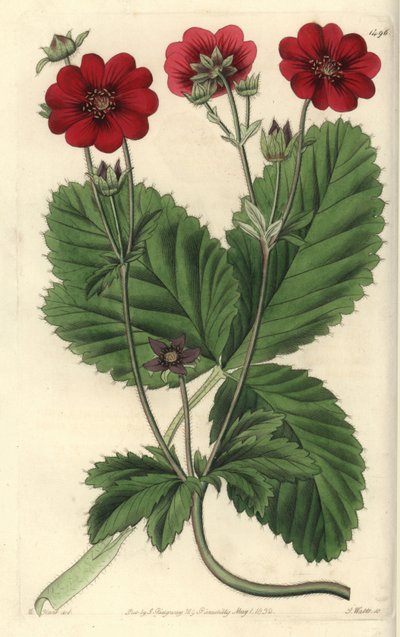 Varietà di Cinquefoglia - Potentilla di Russell, Potentilla russelliana da Sydenham Teast Edwards