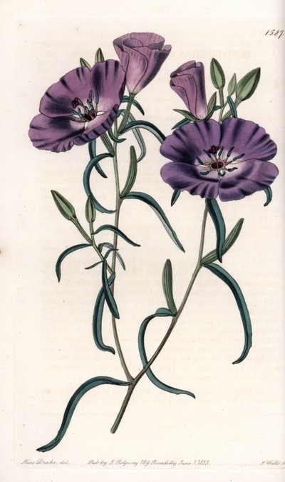Varietà di Clarkia, nativa del Sud America (incisione di S.Watts, illustrazione di Sarah Anne Drake, dal Botanical Register di Sydenham Edwards) da Sydenham Teast Edwards
