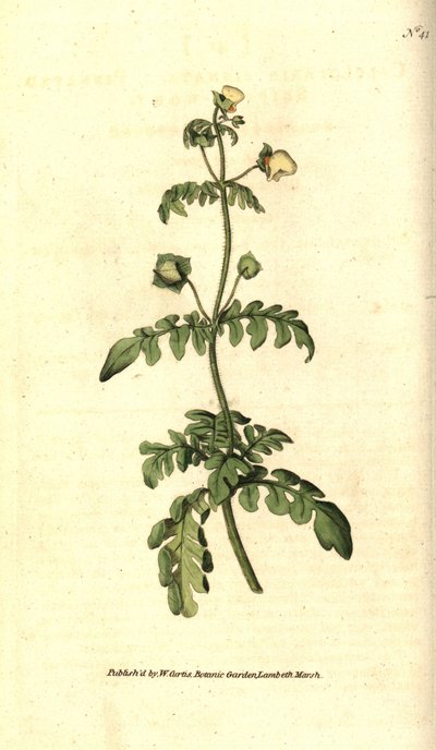 Calceolaria pinnata da Sydenham Teast Edwards