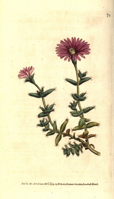 Varietà di ficoide - Mesembryanthemum barbarum da Sydenham Teast Edwards