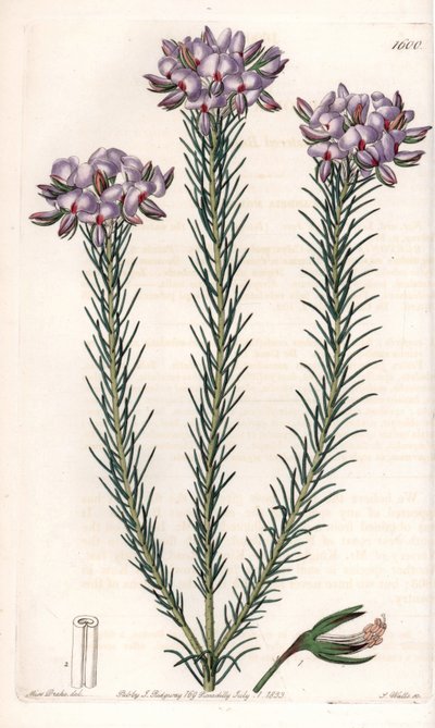 Gompholobium, varietà di leguminose da Sydenham Teast Edwards