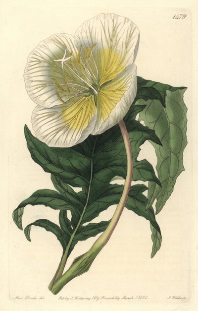 Oenothera anisoloba da Sydenham Teast Edwards