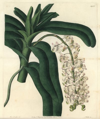 Aerides cornutum da Sydenham Teast Edwards