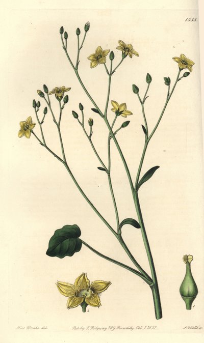 Varietà di villarsia, endemica dell