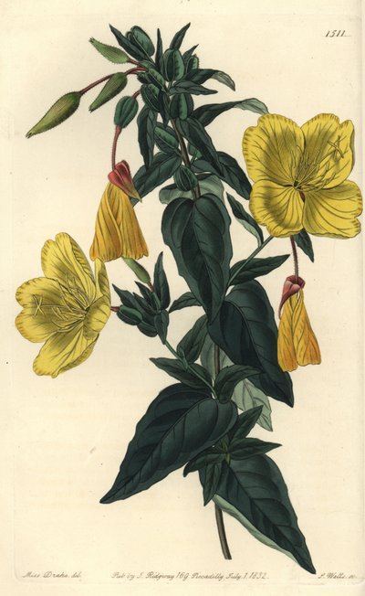 Varietà di enotera o erba con asini - Enotera glauca da Sydenham Teast Edwards