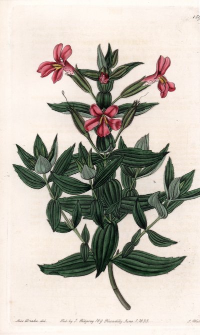 Varietà di mimulo (fiore di scimmia o muschio) - Tavola incisa da S. Watts, da un