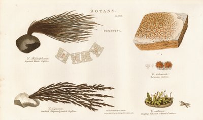 Varie specie di alghe (Conferva) da Sydenham Teast Edwards