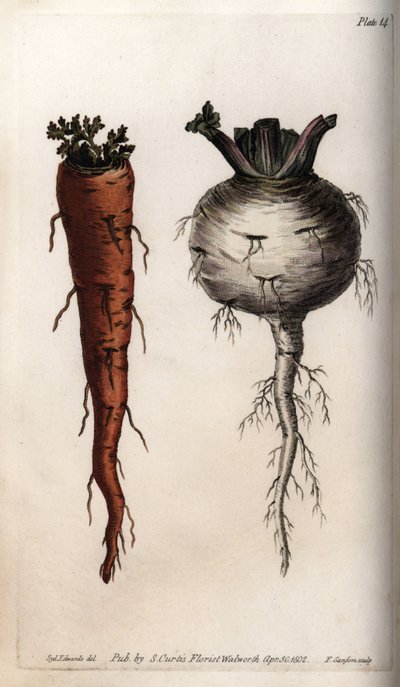 Radici vegetali: carota e rapa da Sydenham Teast Edwards
