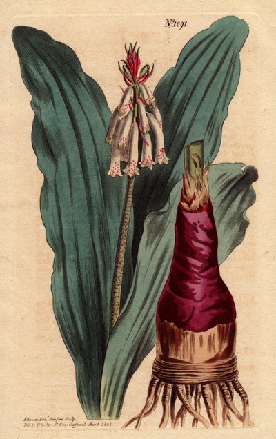 Veltheimia con foglia glauca da Sydenham Teast Edwards