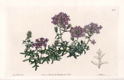 Verbena multifida da Sydenham Teast Edwards