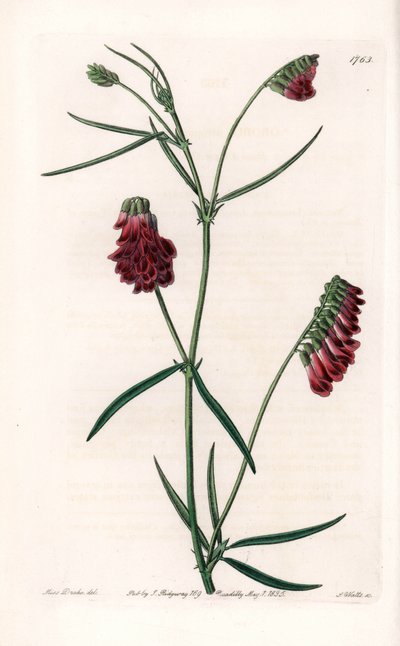 Varietà di vesce da Sydenham Teast Edwards