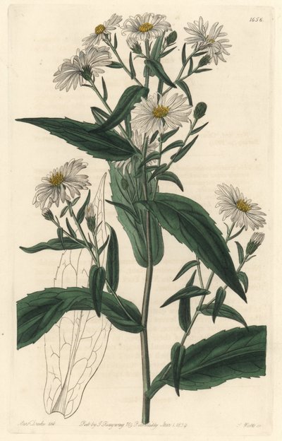 Aster della Virginia o Harvester - Acquaforte di S. Watts da un