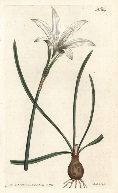 Amaryllis della Virginia - Zephyranthes atamasco (Amaryllis atamasco) - Incisione a mano colorata a rame di Sansom da un
