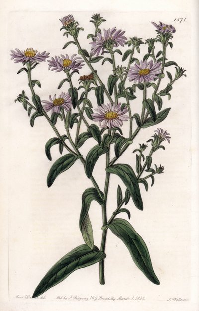 Aster della Virginia o Mietitore (incisione di S.Watts, illustrazione di Sarah Anne Drake, dal Botanical Register di Sydenham Edwards) da Sydenham Teast Edwards