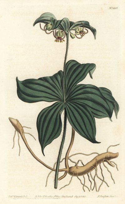 Cetriolo indiano da Sydenham Teast Edwards
