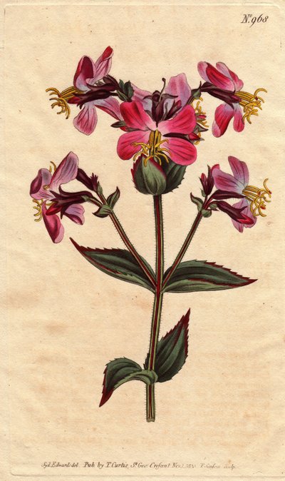 Rhexia della Virginia, con fiori viola e rosa da Sydenham Teast Edwards