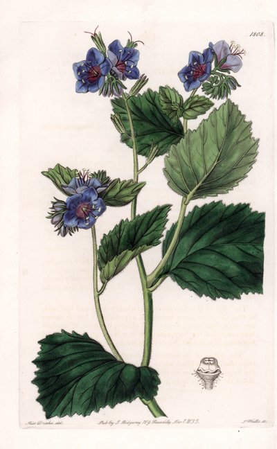 Phacelia viscosa da Sydenham Teast Edwards