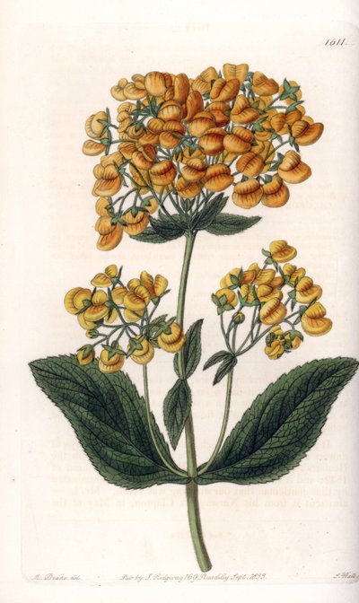 Calceolaria viscosa (o piccola pantofola) - Tavola incisa da S. Watts, da un