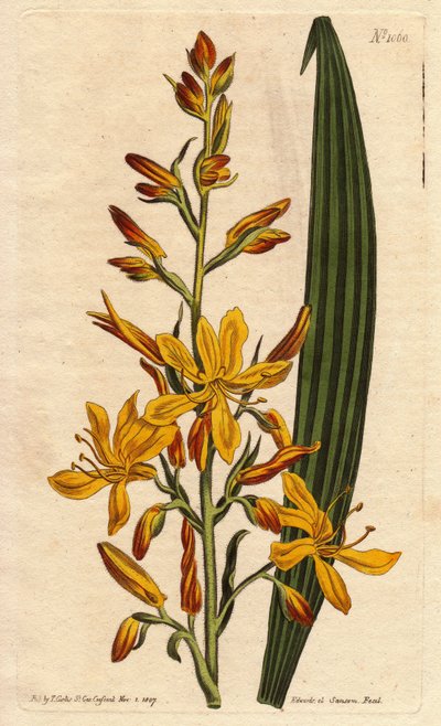 Wachendorfia thyrsiflora da Sydenham Teast Edwards