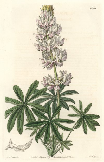 Lupino a fiori bianchi (Lupinus microcarpus), originario della California da Sydenham Teast Edwards