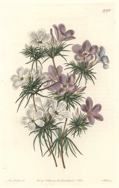 Leptosiphon bianco e viola da Sydenham Teast Edwards