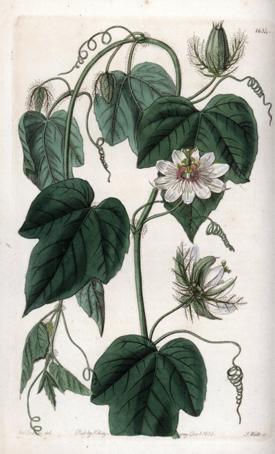 Passiflora bianca da Sydenham Teast Edwards