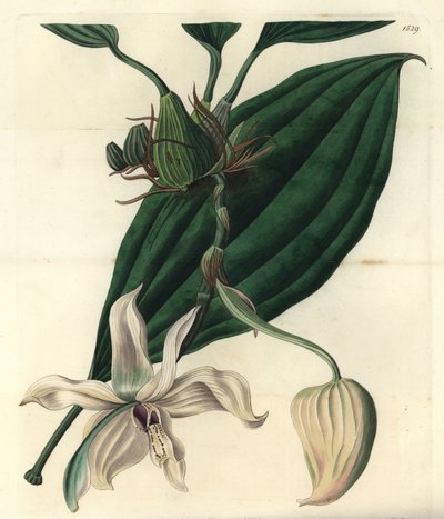 Varietà di orchidea bianca - Stanhopea grandiflora da Sydenham Teast Edwards