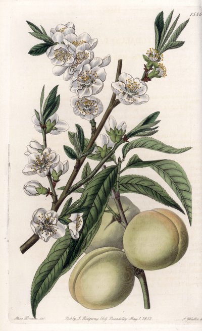 Pesco bianco da Sydenham Teast Edwards