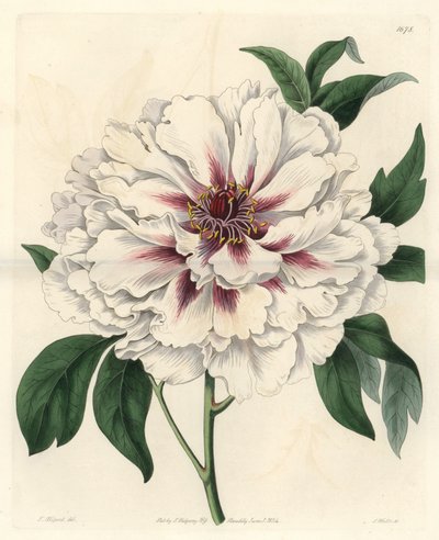 Peonia arbustiva bianca da Sydenham Teast Edwards