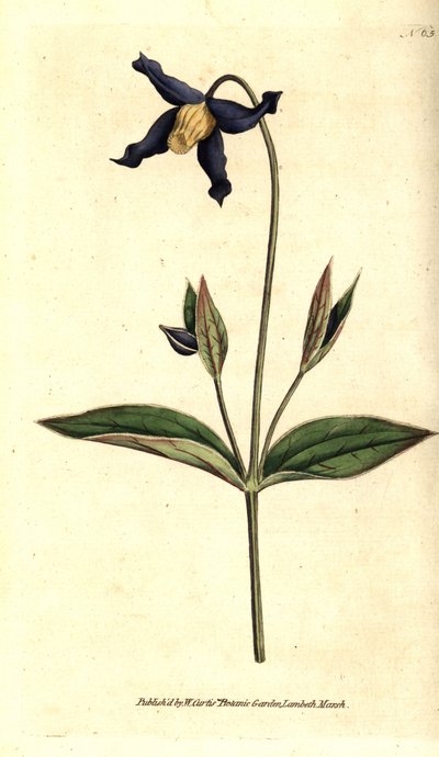 Clematide a foglia intera - Clematis integrifolia da Sydenham Teast Edwards
