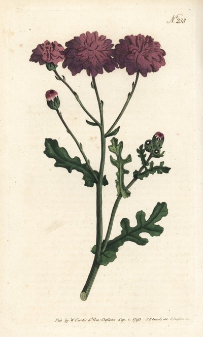 Cineraria selvatica - Senecio elegans da Sydenham Teast Edwards