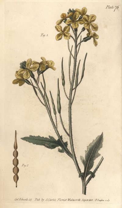 Ravanello selvatico, Raphanus raphanistrum, Siliquosa da Sydenham Teast Edwards