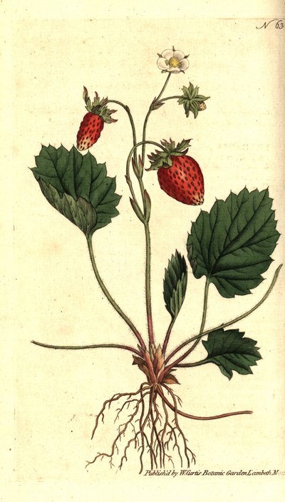 Fragaria vesca da Sydenham Teast Edwards