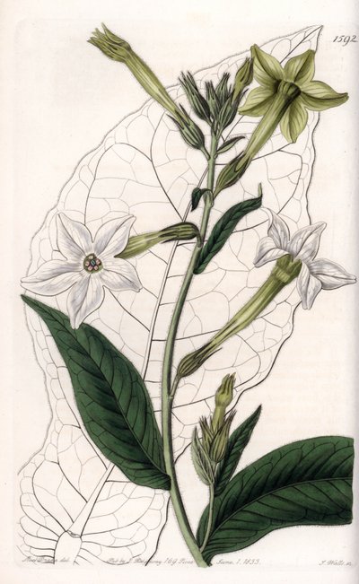 Tabacco alato o tabacco ornamentale da Sydenham Teast Edwards