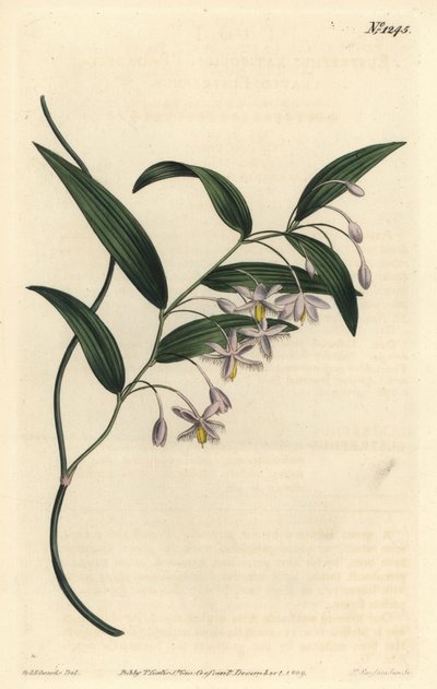 Eustrephus latifolius da Sydenham Teast Edwards