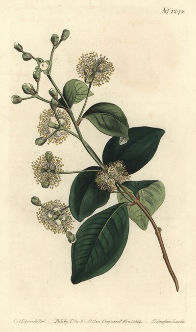 Mirciantes fragrans da Sydenham Teast Edwards