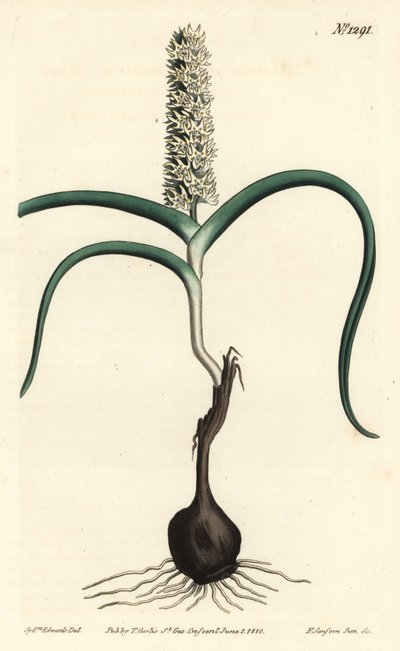 Wurmbea monopetala (Melanthium a molti fiori, Melanthium monopetalum) da Sydenham Teast Edwards