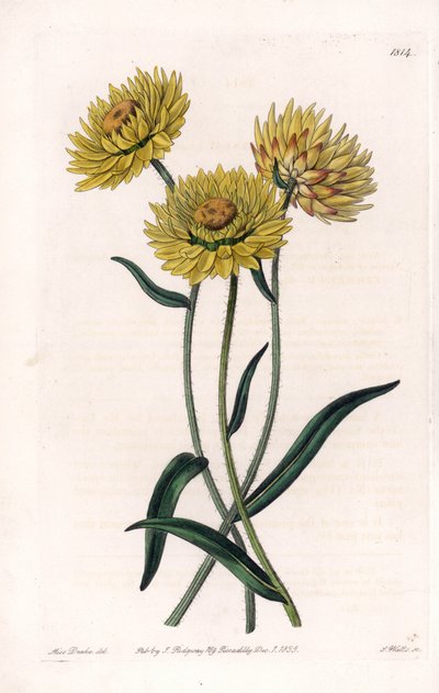 Xerochrysum variete, endemico in Australia - Inciso da S. Watts, da un