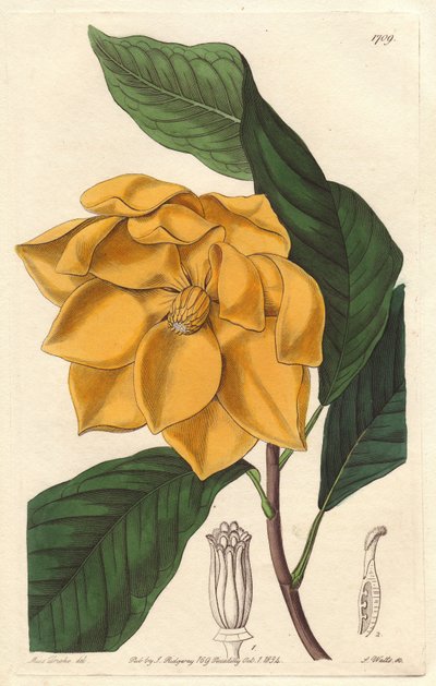 Magnolia a fiori gialli, originaria di Giava (Indonesia) - Acquaforte di S. Watts da un